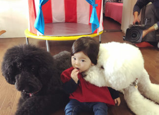 Viral Poodles Get Featured In Beck’s Music Video For “Fix Me”